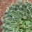 agave victoriae-reginae.png